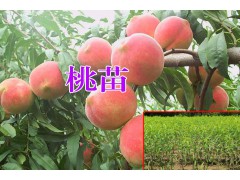 桃樹(shù)苗價(jià)格+云南桃樹(shù)苗哪個(gè)品種好？圖2