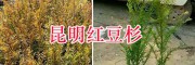 昆明周邊的紅豆杉苗基地-雪松苗培育銷售