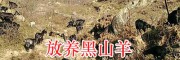 四川黑山羊價格/涼山黑山羊多少錢一只