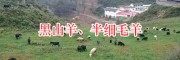 涼山黑山羊品種/四川黑山羊肉羊基地-黑山羊肉出售