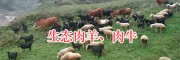 昭覺肉羊肉牛養殖—涼山半細毛羊肉、黑山羊肉銷售