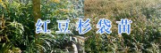 20-30公分紅豆杉苗價格&保山紅豆杉袋苗批發價