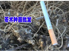 云南產地蒼術圖片_蒼術種子_蒼術種植幾年能收?圖2