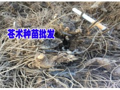 蒼術又叫赤術、槍頭菜多少錢一斤*山精又叫蒼術種植哪里有賣圖2