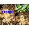 云南蒼術高度技術資料大全&蒼術價格是多少錢一斤？