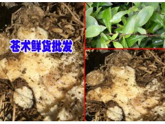 云南蒼術高度技術資料大全&蒼術價格是多少錢一斤？圖2