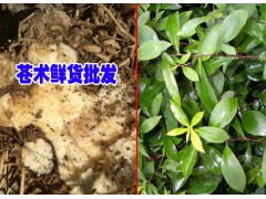 云南蒼術高度技術資料大全&蒼術價格是多少錢一斤？圖3