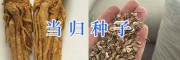 大理當歸種植公司/當歸種苗—振軒生物科技