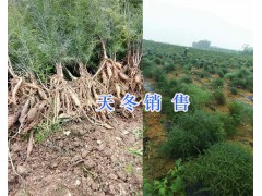 龍膽草供應：產地昆明，價格優惠資訊圖2