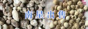 祿勸天南星出售/昆明南星批發、規格多