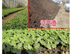 沼氣渣用途_沼氣渣栽培植物技術_個舊市農業發展有限公司圖2