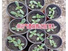 沼氣渣用途_沼氣渣栽培植物技術_個舊市農業發展有限公司圖3