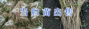 近甘肅隴南當(dāng)歸苗價格&一畝地當(dāng)歸苗種植數(shù)量