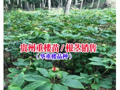 貴州重樓批發價格多少|貴州重樓種植公司18216536586圖2