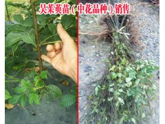 |吳茱萸苗哪里的好|2018吳茱萸苗價格|貴州一畝吳茱萸年產(chǎn)多少錢 |圖2