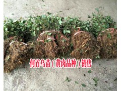 貴州何首烏苗供應|貴州雞姜形黃精|貴州吳茱萸|18216536586圖3