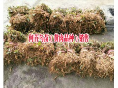 求購(gòu)何首烏小苗找哪里|黃肉何首烏哪里有銷(xiāo)售|吳茱萸苗哪里的好圖3