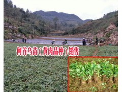 求購(gòu)何首烏小苗找哪里|黃肉何首烏哪里有銷(xiāo)售|吳茱萸苗哪里的好圖2