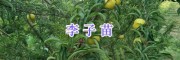 曲靖花椒苗多少錢&紅富士蘋果苗出售/曲靖李子苗批發(fā)