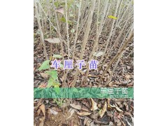 昭通紅梨（美人酥）苗圃供應(yīng)/優(yōu)質(zhì)車?yán)遄用鐖D2