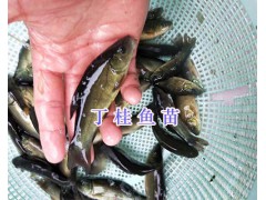 四川淡水魚苗：眉山叉尾魚苗/丁桂魚苗-中花胭脂魚圖3