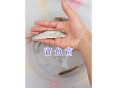 青波魚苗銷售-青魚苗批發(fā)—四川眉山水產(chǎn)魚苗圖2