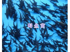 烏魚苗價格-四川鱘魚苗批發(fā)_云南青魚苗供應圖2