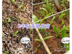 玉溪梁王茶苗出售、2年馴化白芨苗—玉溪藥材種苗供應(yīng)圖2