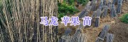 云南曲靖蘋果苗培育園