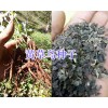 黃草烏種苗批發-麗江草烏種子銷售