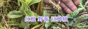 云南紅根野蠶豆銷售：普洱紅根野蠶豆苗(種子)批發