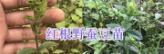 紅根野蠶豆苗批發-普洱市江城縣曲水鎮中草藥基地