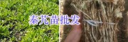 秦艽苗預定-秦艽苗種植技術指導/云南秦艽種植公司