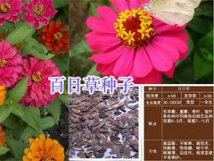 綠化工程花種銷售#綠化鮮花種子批發_云南園林綠化種子圖2