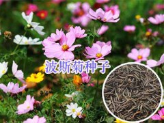 綠化工程花種銷售#綠化鮮花種子批發_云南園林綠化種子圖3