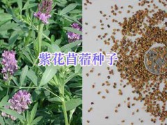 云貴川牧草種子批發(fā)-牧場(chǎng)牧草種子銷售圖3