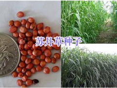 墨西哥玉米牧草-蕎麥種子象草甜高粱批發圖3