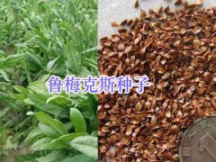 優(yōu)質(zhì)牧草紫花苜蓿、蕎麥種子批發(fā)，紫云英-蘇丹草圖3