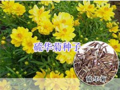 綠化鮮花草種子：波斯菊、雛菊#二月蘭、風信子種球圖2