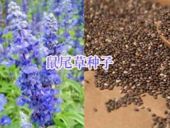 綠化鮮花草種子：波斯菊、雛菊#二月蘭、風信子種球圖3