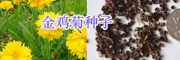 綠化花海設(shè)計/草花種子銷售大全-園林綠化鮮花種子