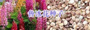 西南華南綠化鮮花種出售：美女櫻/蒲公英/千屈菜種子-牽?；?/></a></div></td>
<td width=