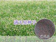 四川綠化小麗花、秀秋菊-薰衣草#野花組合種子-野菊花種子圖2