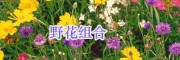 江蘇綠化工程野菊花/一串紅種子銷售-虞美人、郁金香種子