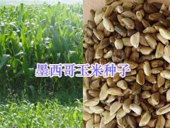 宿遷牧草種子批發(fā)-高產(chǎn)牧草種類-江蘇園林工程設計施工圖2