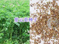 宿遷園林工程設計&綠化施工-牧草草坪供應,草花種子批發圖3