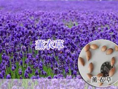 宿遷綠化工程草花種子圖2