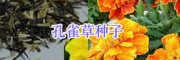 園林綠化（草花種子銷售）施工設(shè)計