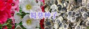 江蘇牧草種子價格、草坪種子批發(fā)_宿遷綠化花草種子