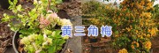 昆明周邊三角花（九重葛）供應(yīng)-云南芊蕁三角梅基地